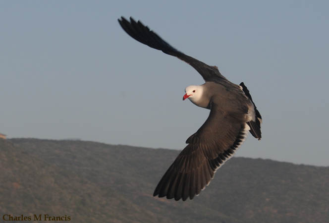 Photo (2): Heermann's Gull
