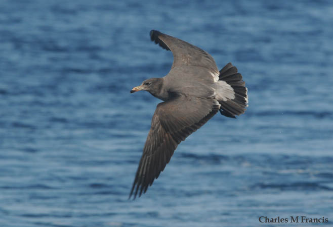Photo (15): Heermann's Gull