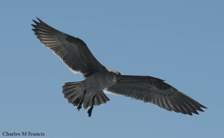 Photo (19): Heermann's Gull