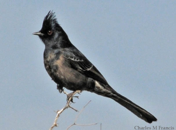 Photo (7): Phainopepla