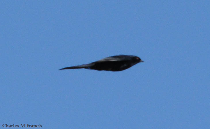 Photo (9): Phainopepla