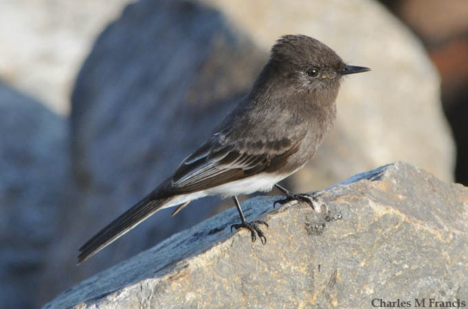 Photo (8): Black Phoebe