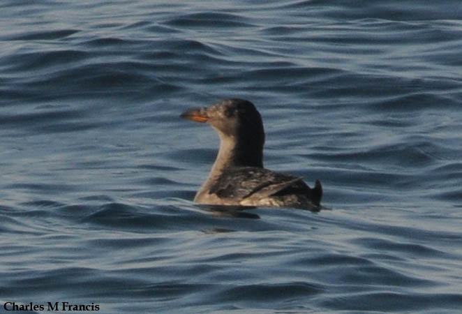 Photo (4): Rhinoceros Auklet