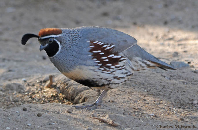 Photo (9): Gambel's Quail