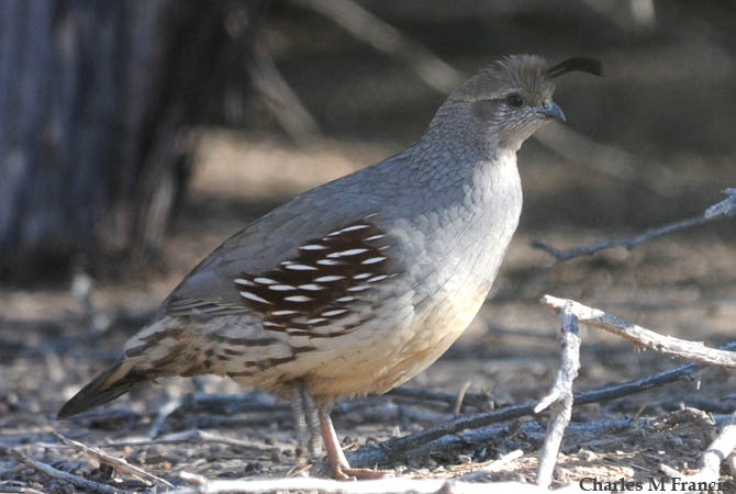 Photo (13): Gambel's Quail