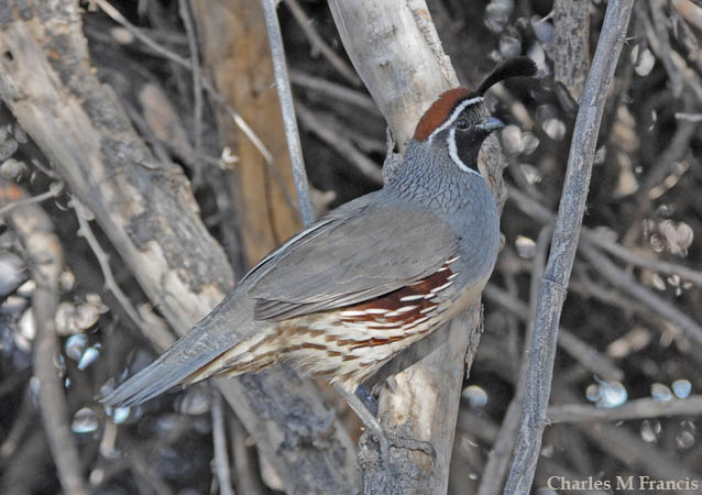 Photo (6): Gambel's Quail