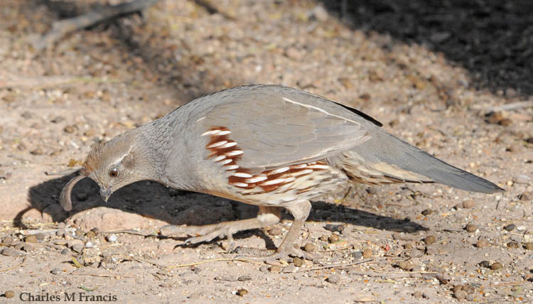 Photo (7): Gambel's Quail