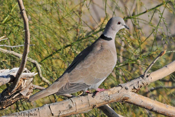 Photo (3): Eurasian Collared-Dove