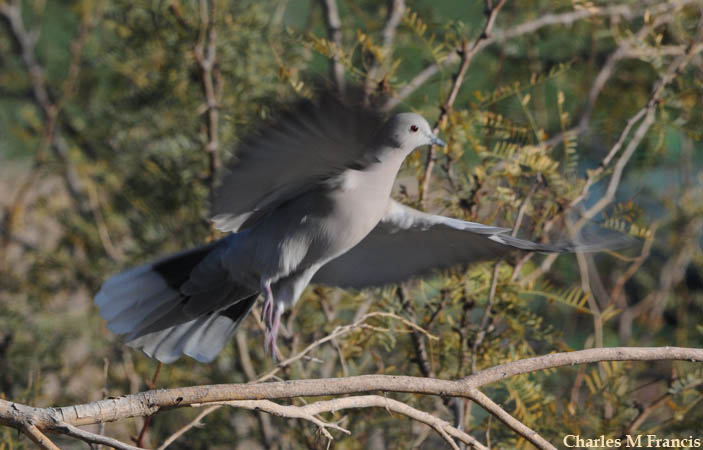 Photo (12): Eurasian Collared-Dove