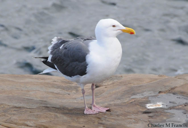 Photo (2): Western Gull