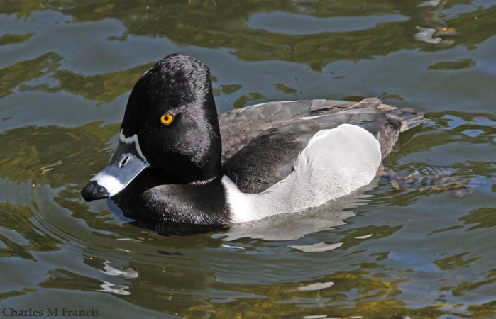 Photo (9): Ring-necked Duck