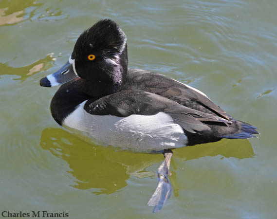 Photo (4): Ring-necked Duck