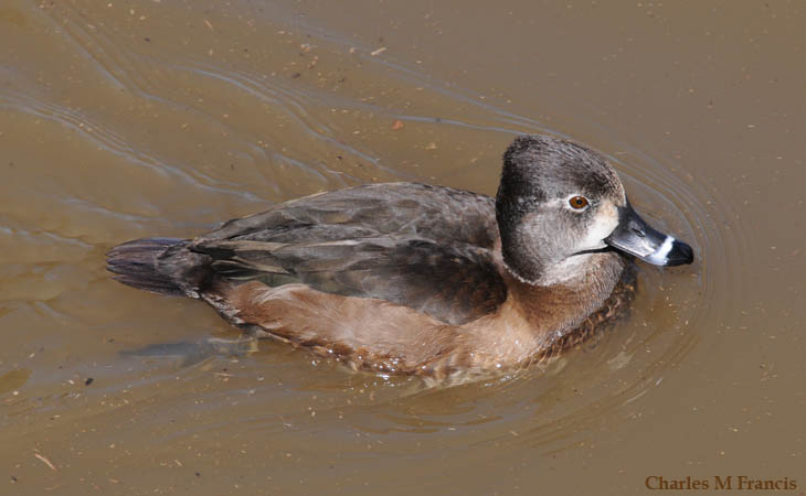 Photo (5): Ring-necked Duck