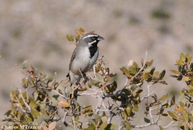 Photo (16): Black-throated Sparrow