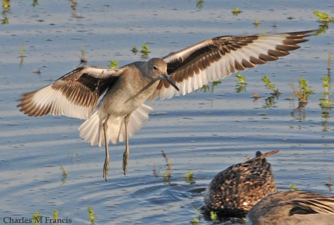 Photo (14): Willet