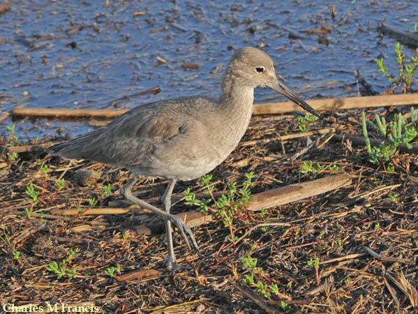 Photo (15): Willet