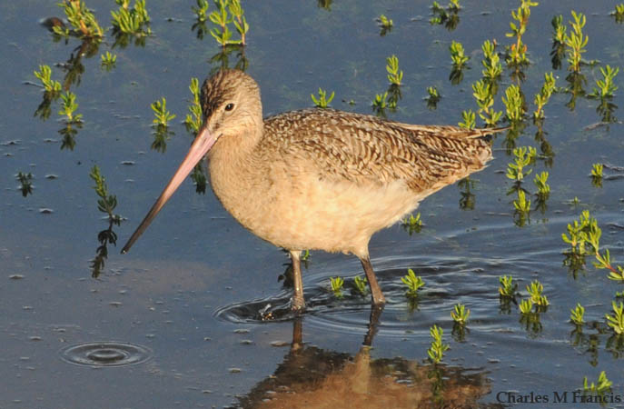 Photo (8): Marbled Godwit