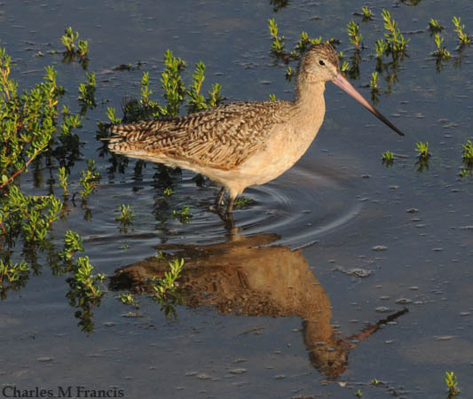 Photo (20): Marbled Godwit