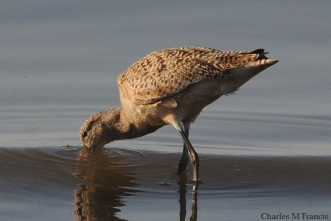 Photo (19): Marbled Godwit