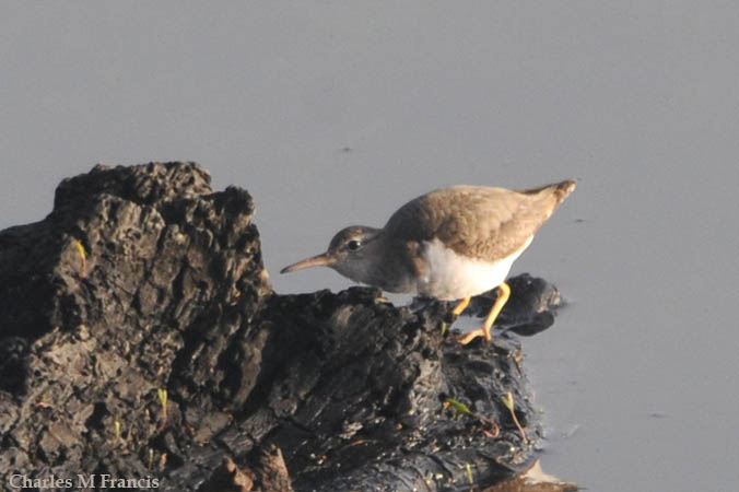 Photo (18): Spotted Sandpiper