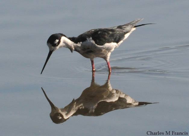 Photo (12): Black-necked Stilt