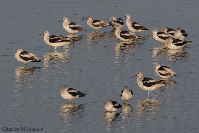 Photo (11): American Avocet