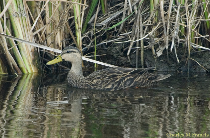 Photo (3): Mottled Duck