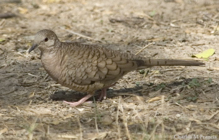Photo (1): Inca Dove