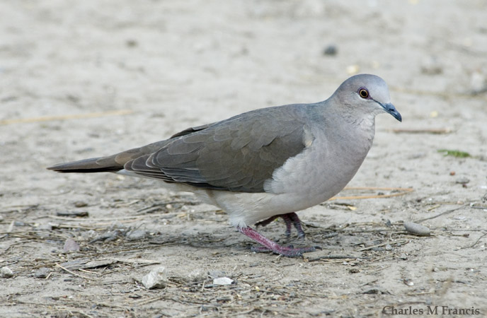 Photo (2): White-tipped Dove