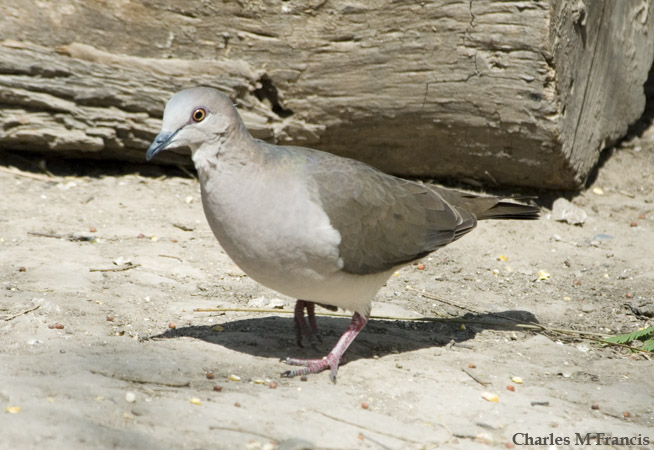 Photo (3): White-tipped Dove
