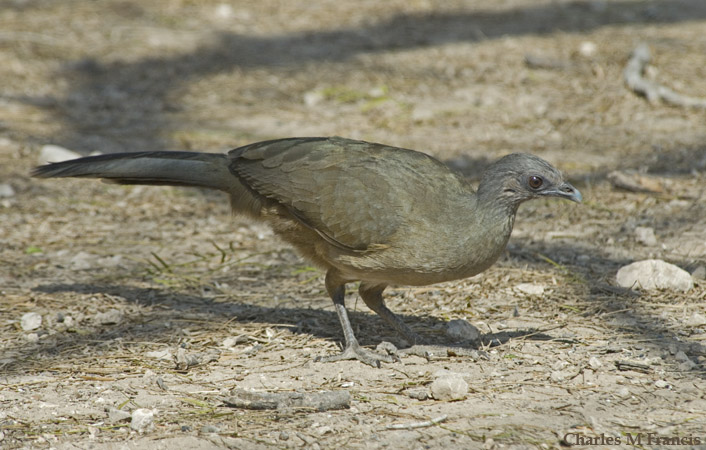 Photo (11): Plain Chachalaca