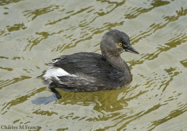 Photo (11): Least Grebe