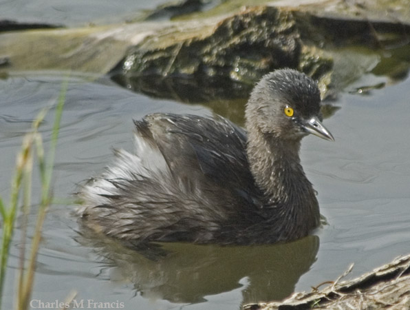 Photo (12): Least Grebe