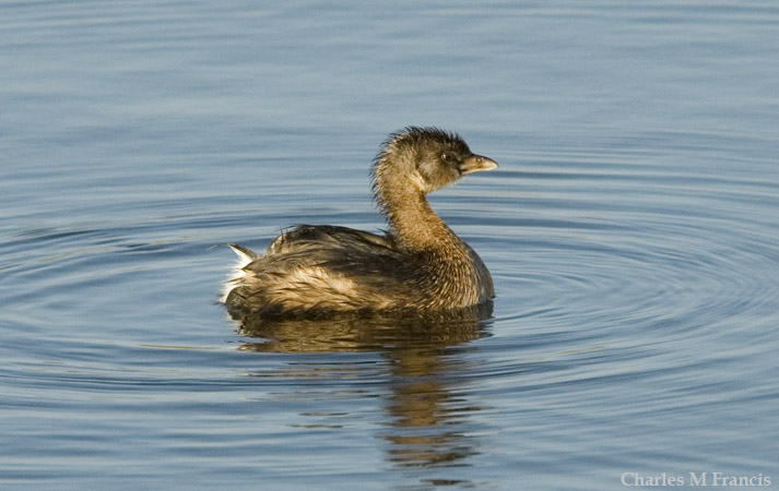 Photo (18): Pied-billed Grebe