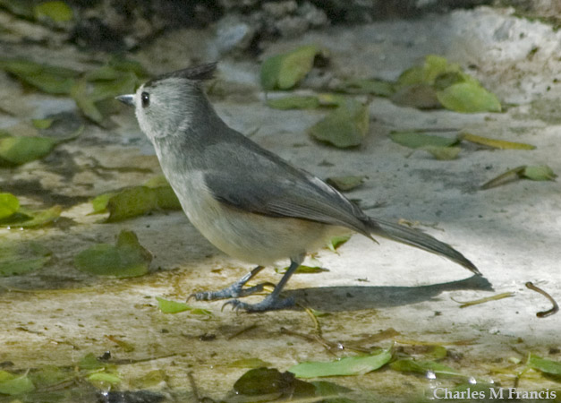 Photo (3): Black-crested Titmouse
