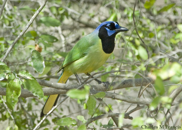 Photo (1): Green Jay