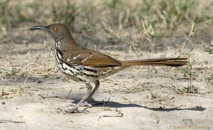 Photo (1): Long-billed Thrasher