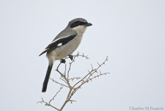 Photo (6): Loggerhead Shrike