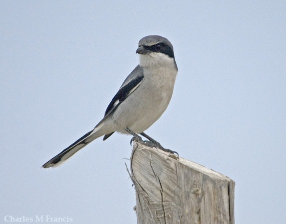 Photo (7): Loggerhead Shrike