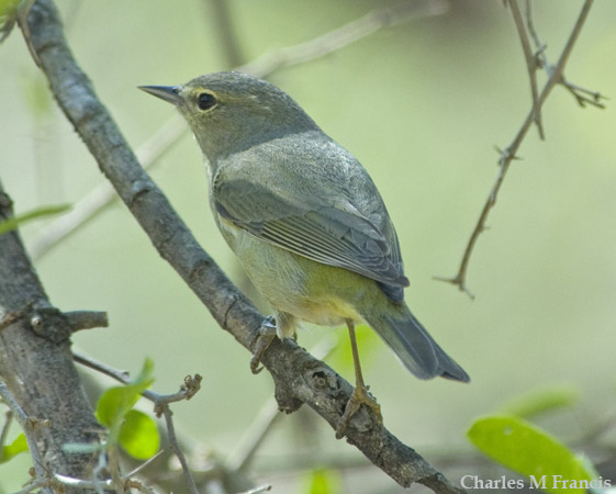 Photo (21): Orange-crowned Warbler