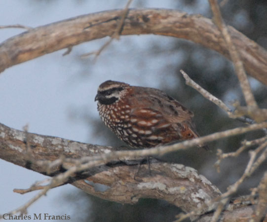 Photo (1): Black-throated Bobwhite