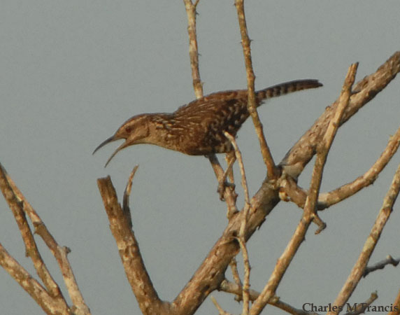 Photo (1): Yucatan Wren