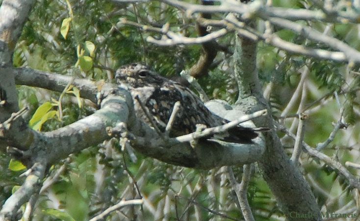 Photo (1): Yucatan Poorwill