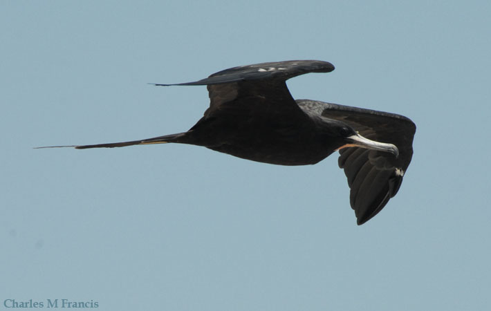 Photo (4): Magnificent Frigatebird