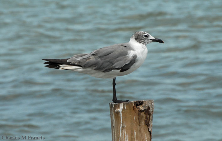 Photo (18): Laughing Gull