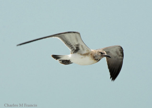 Photo (20): Laughing Gull