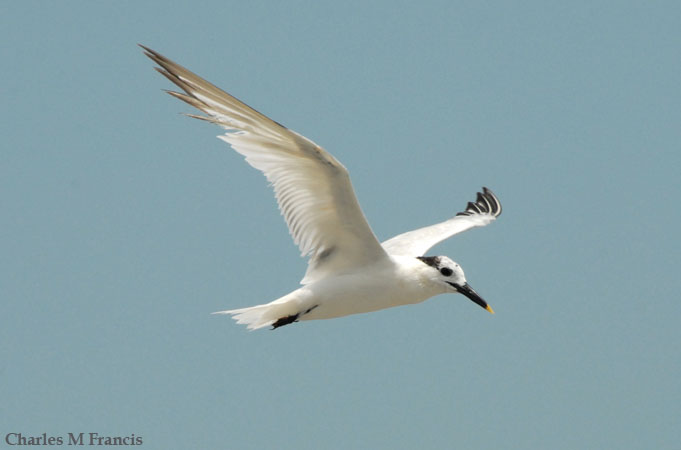 Photo (14): Sandwich Tern