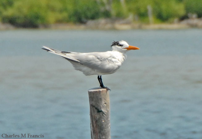 Photo (13): Royal Tern