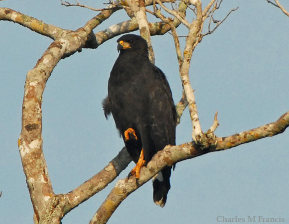 Photo (3): Common Black Hawk