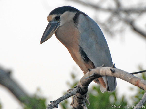 Photo (2): Boat-billed Heron